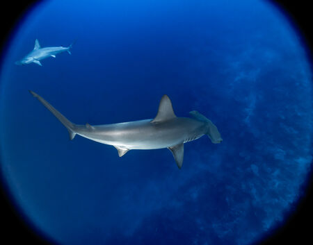 פאזל כריש פטיש דרום מצריים