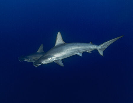 פאזל כריש פטיש -דרום מצריים